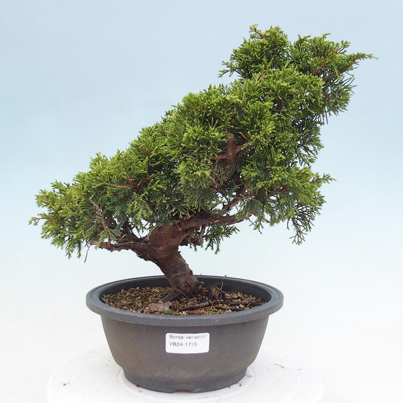 Outdoor bonsai - Juniperus chinensis Itoigawa - Chinese juniper