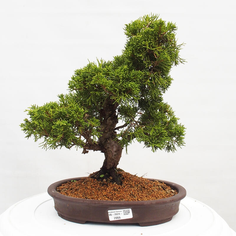 Outdoor bonsai - Juniperus chinensis Itoigawa - Chinese juniper