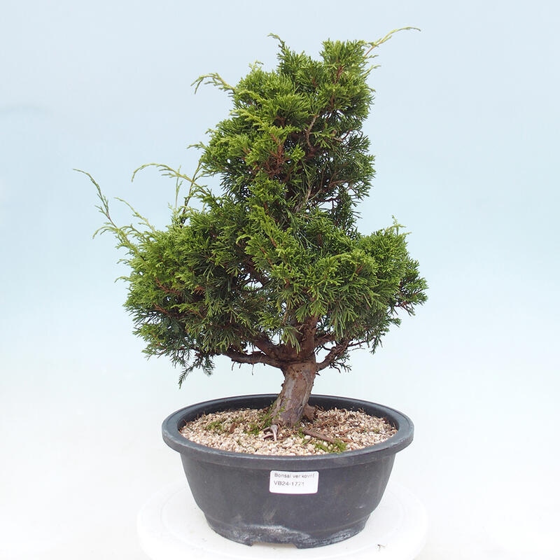 Outdoor bonsai - Juniperus chinensis Itoigawa - Chinese juniper