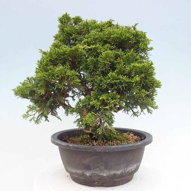 Outdoor bonsai - Juniperus chinensis Itoigawa - Chinese juniper