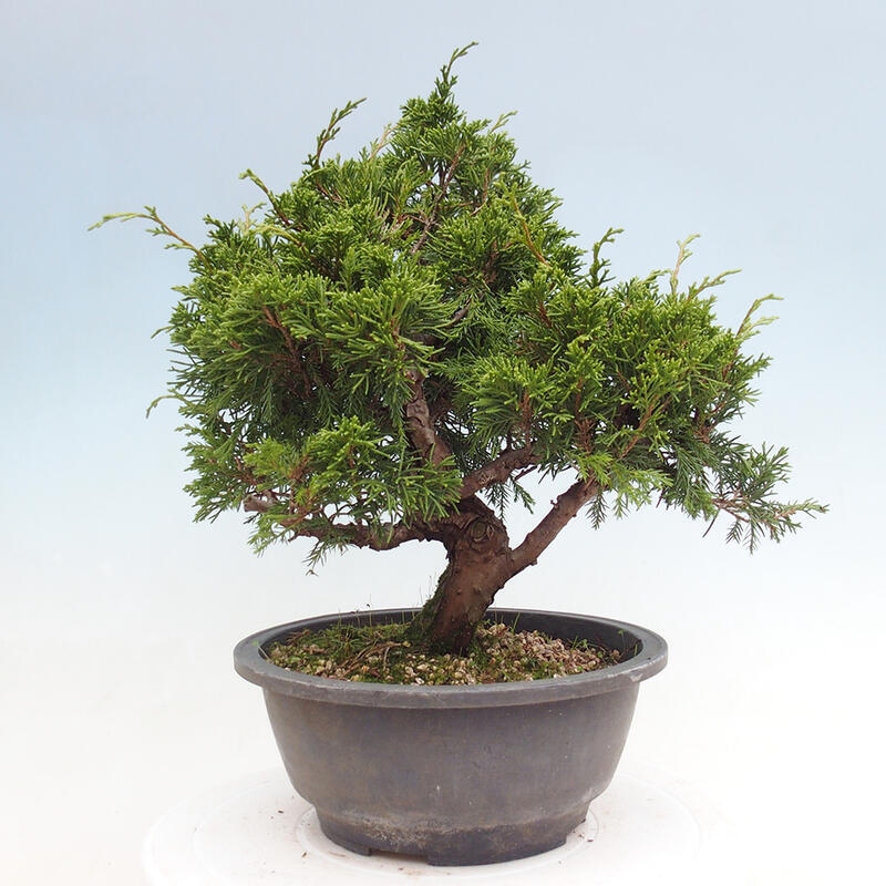 Outdoor bonsai - Juniperus chinensis Itoigawa - Chinese juniper