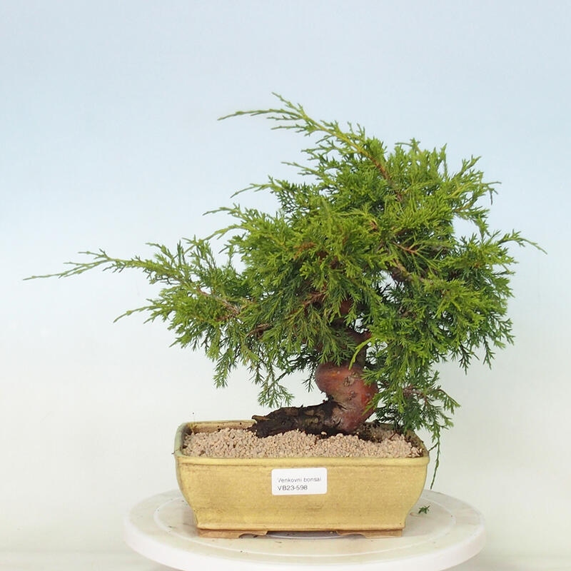 Outdoor bonsai - Juniperus chinensis Itoigawa - Chinese juniper