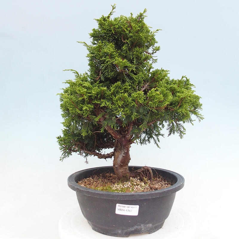 Outdoor bonsai - Juniperus chinensis Itoigawa - Chinese juniper