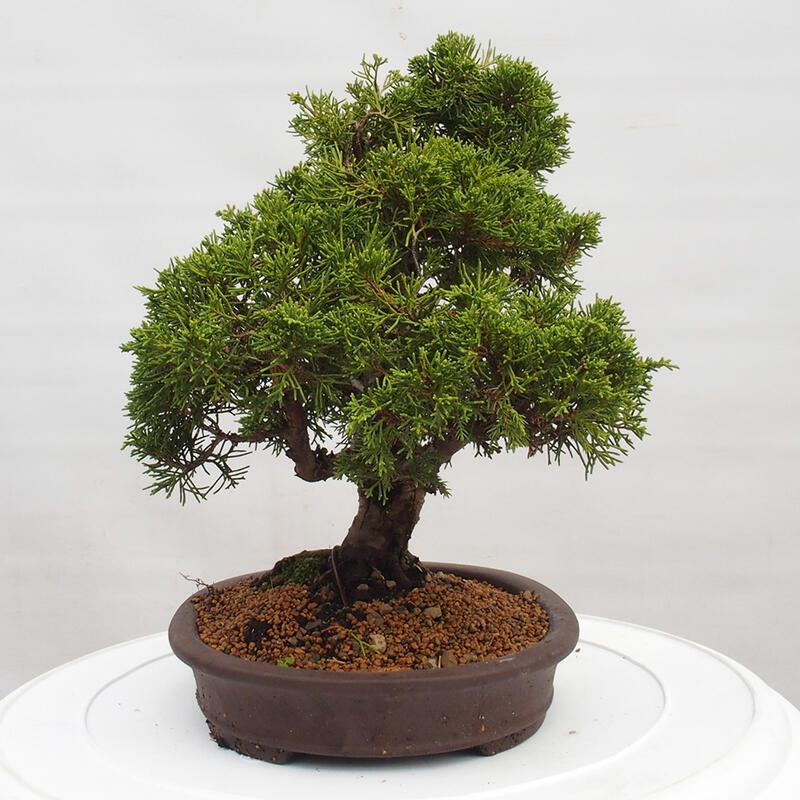 Outdoor bonsai - Juniperus chinensis Itoigawa - Chinese juniper