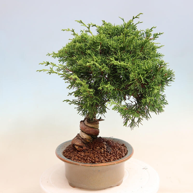 Outdoor bonsai - Juniperus chinensis Itoigawa - Chinese juniper