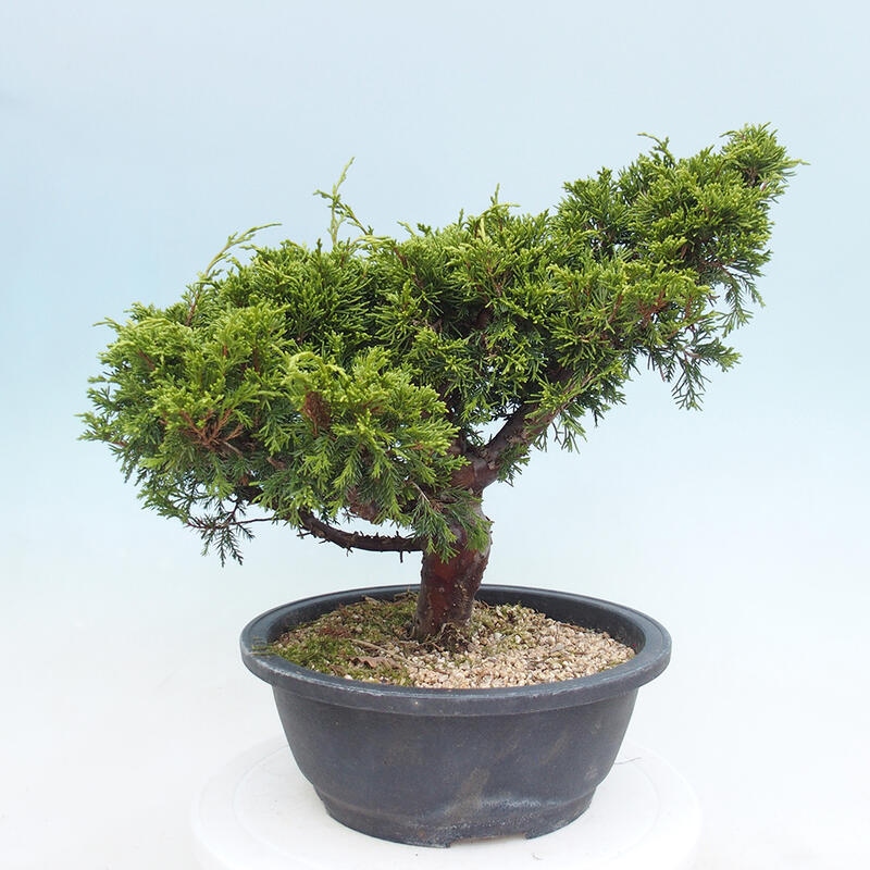 Outdoor bonsai - Juniperus chinensis Itoigawa - Chinese juniper