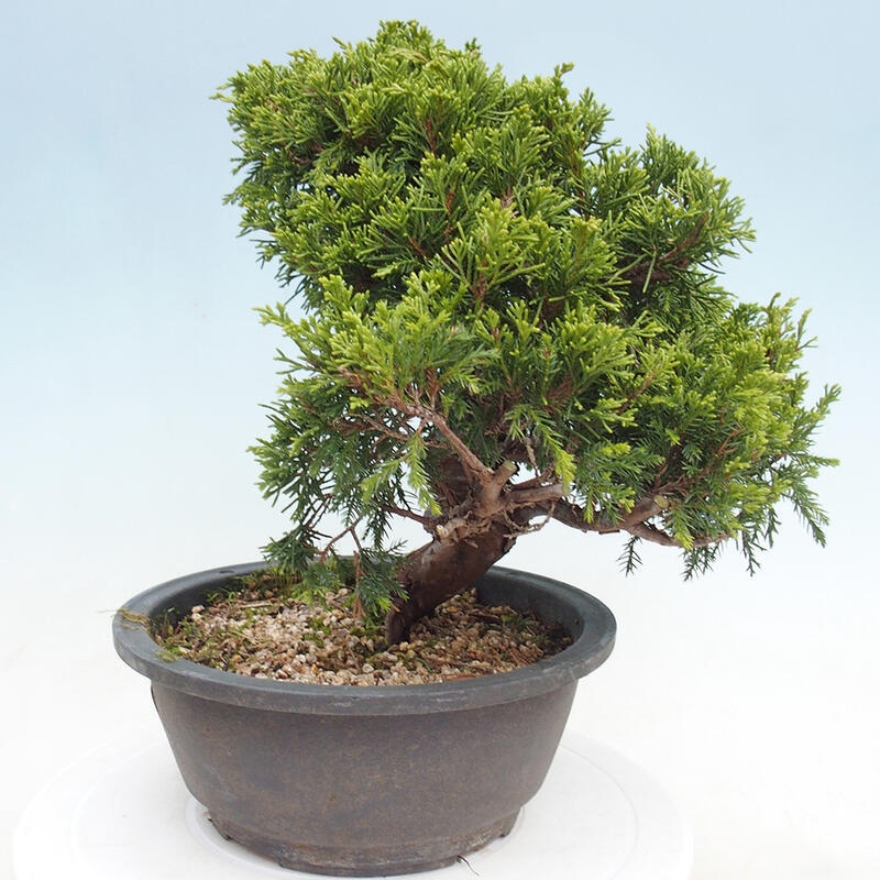 Outdoor bonsai - Juniperus chinensis Itoigawa - Chinese juniper