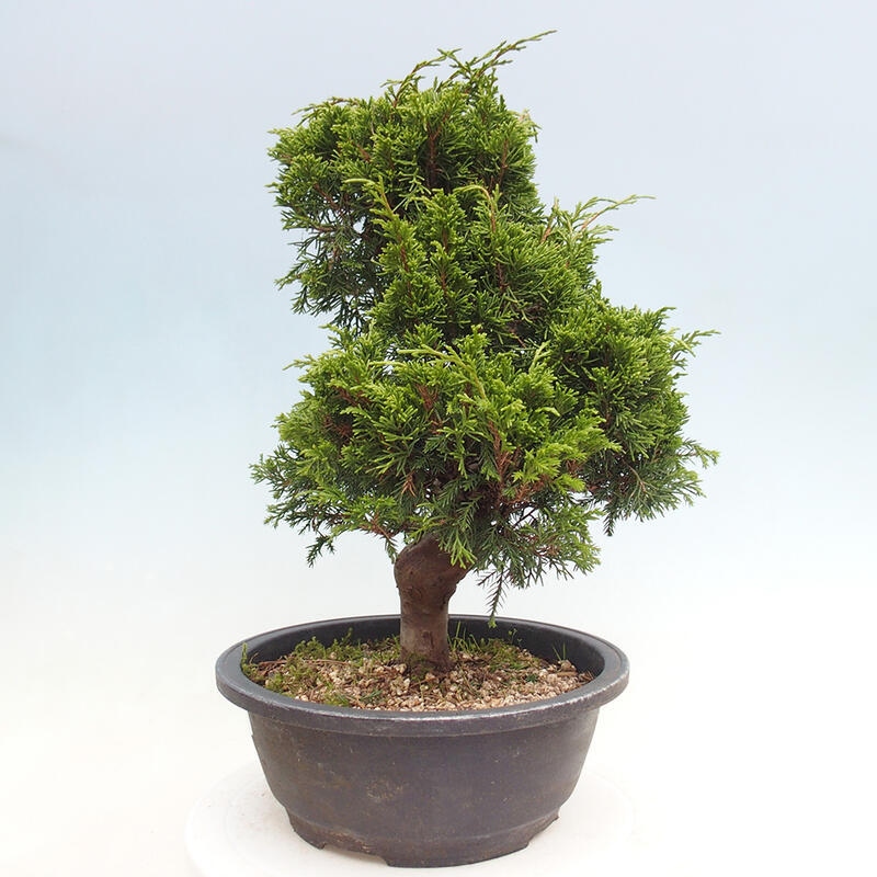 Outdoor bonsai - Juniperus chinensis Itoigawa - Chinese juniper