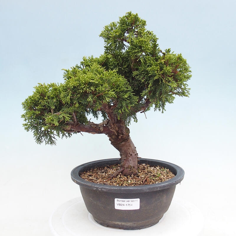 Outdoor bonsai - Juniperus chinensis Itoigawa - Chinese juniper