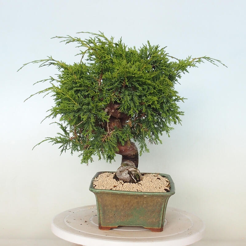 Outdoor bonsai - Juniperus chinensis Itoigawa - Chinese juniper