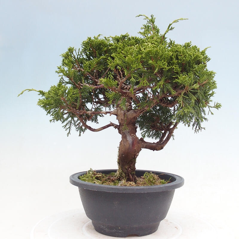 Outdoor bonsai - Juniperus chinensis Itoigawa - Chinese juniper