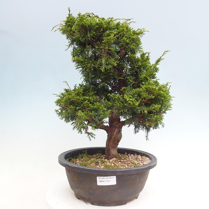 Outdoor bonsai - Juniperus chinensis Itoigawa - Chinese juniper