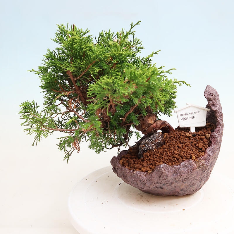 Outdoor bonsai - Juniperus chinensis Itoigawa - Chinese juniper