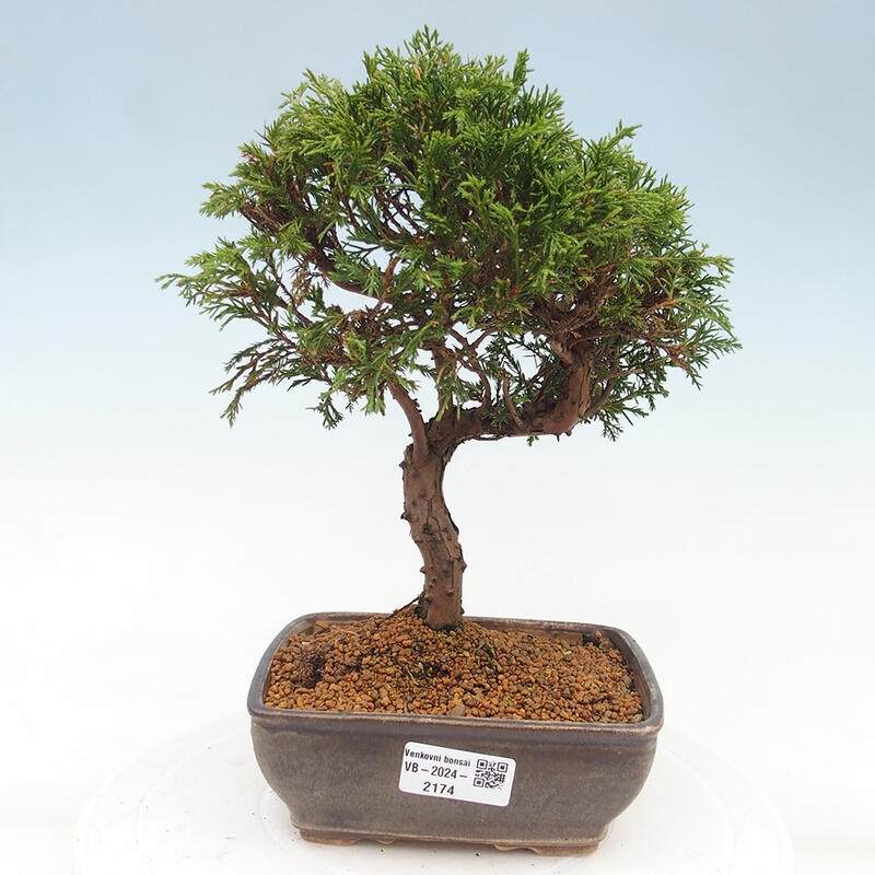 Outdoor bonsai - Juniperus chinensis Itoigawa - Chinese juniper