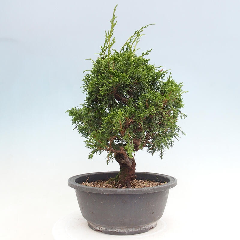 Outdoor bonsai - Juniperus chinensis Itoigawa - Chinese juniper