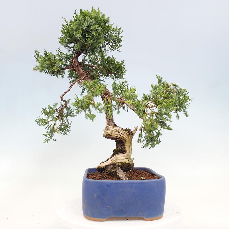 Outdoor bonsai - Juniperus chinensis Itoigawa-Chinese Juniper