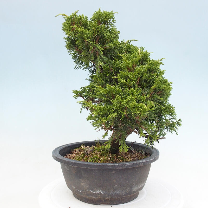 Outdoor bonsai - Juniperus chinensis Itoigawa - Chinese juniper