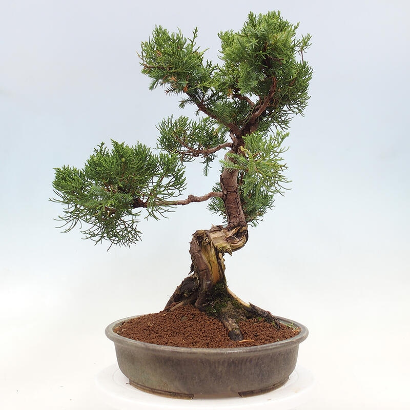 Outdoor bonsai - Juniperus chinensis Itoigawa-Chinese Juniper