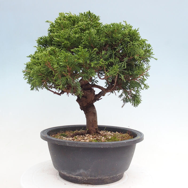 Outdoor bonsai - Juniperus chinensis Itoigawa - Chinese juniper