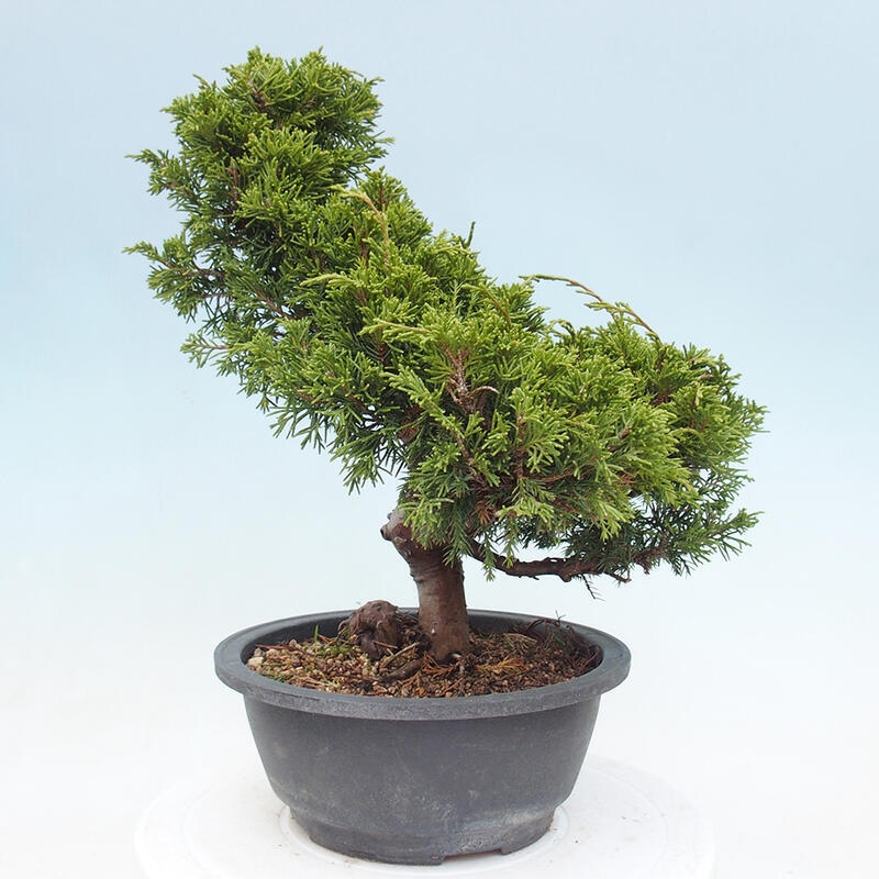 Outdoor bonsai - Juniperus chinensis Itoigawa - Chinese juniper