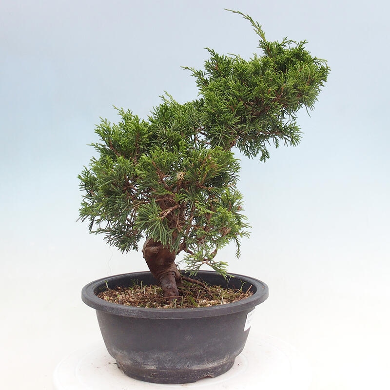 Outdoor bonsai - Juniperus chinensis Itoigawa - Chinese juniper