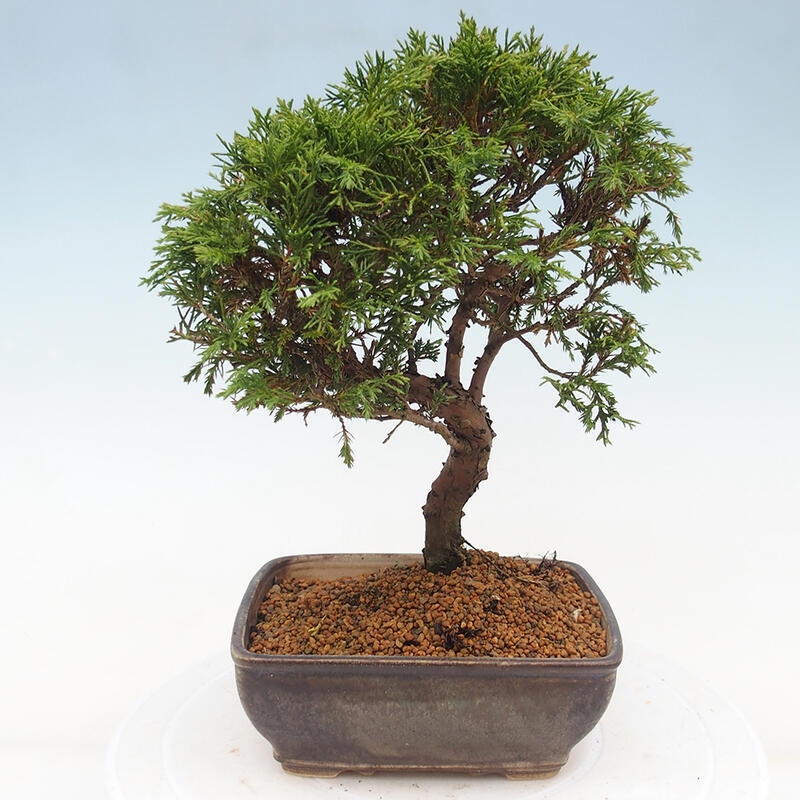 Outdoor bonsai - Juniperus chinensis Itoigawa - Chinese juniper