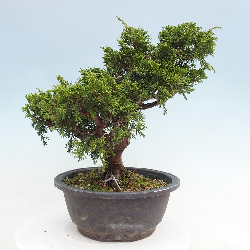 Outdoor bonsai - Juniperus chinensis Itoigawa - Chinese juniper