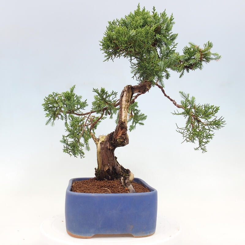 Outdoor bonsai - Juniperus chinensis Itoigawa-Chinese Juniper