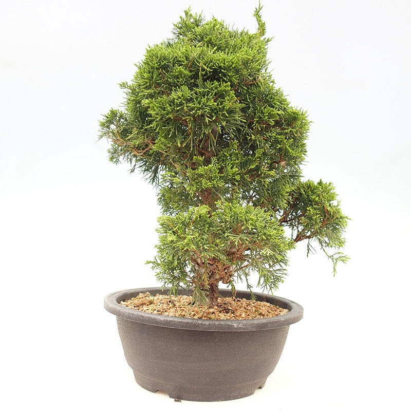 Outdoor bonsai - Juniperus chinensis Itoigawa-Chinese juniper