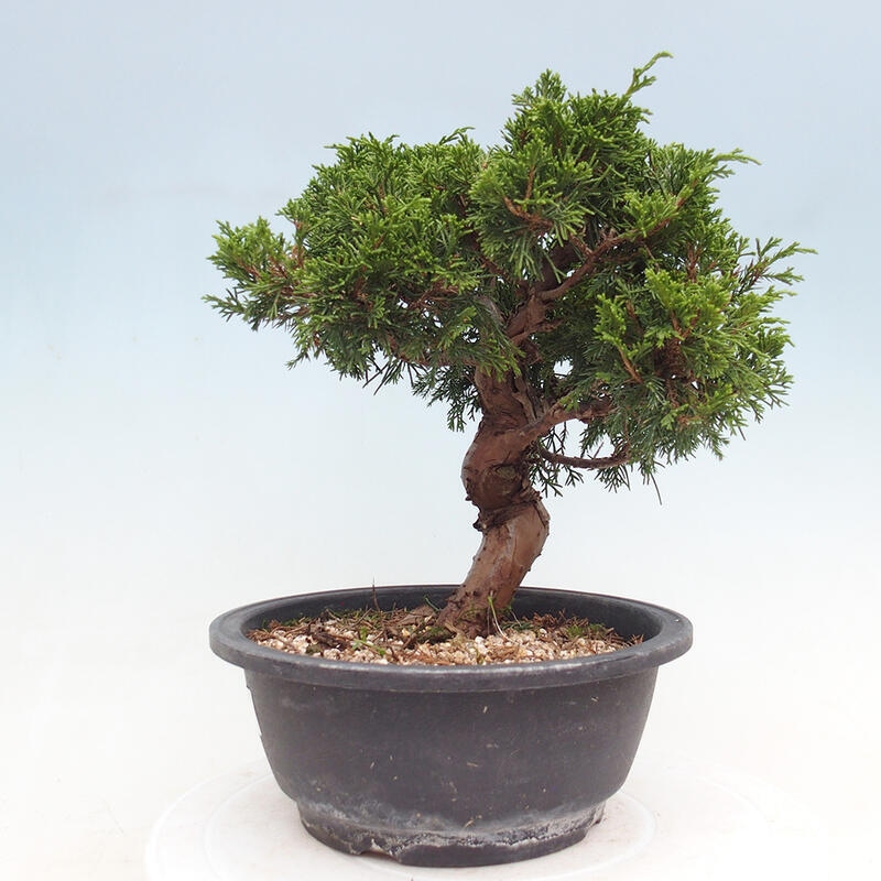 Outdoor bonsai - Juniperus chinensis Itoigawa - Chinese juniper