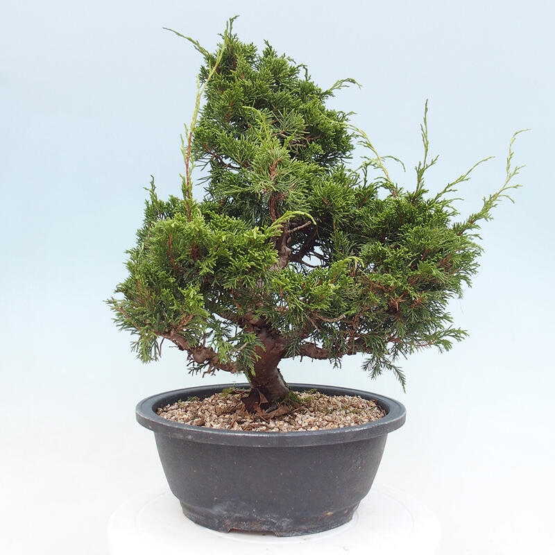 Outdoor bonsai - Juniperus chinensis Itoigawa - Chinese juniper