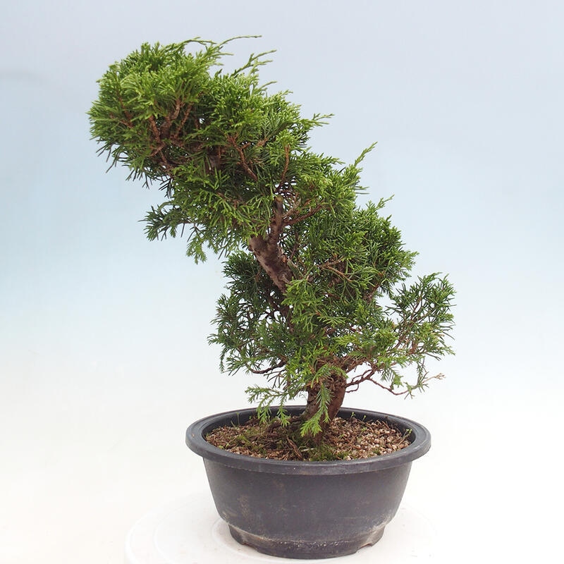 Outdoor bonsai - Juniperus chinensis Itoigawa - Chinese juniper