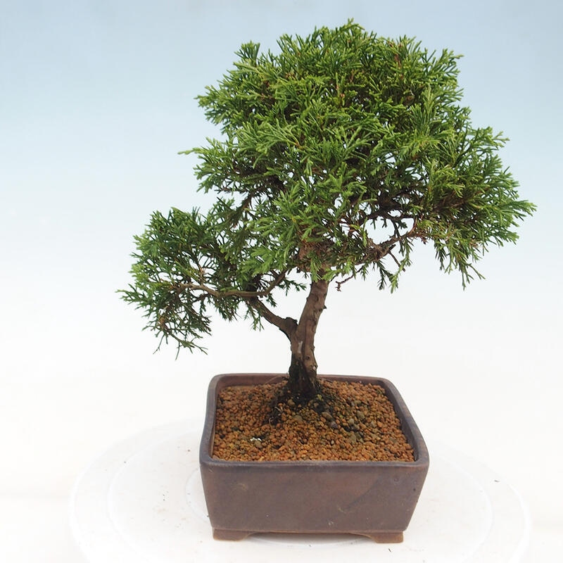 Outdoor bonsai - Juniperus chinensis Itoigawa - Chinese juniper