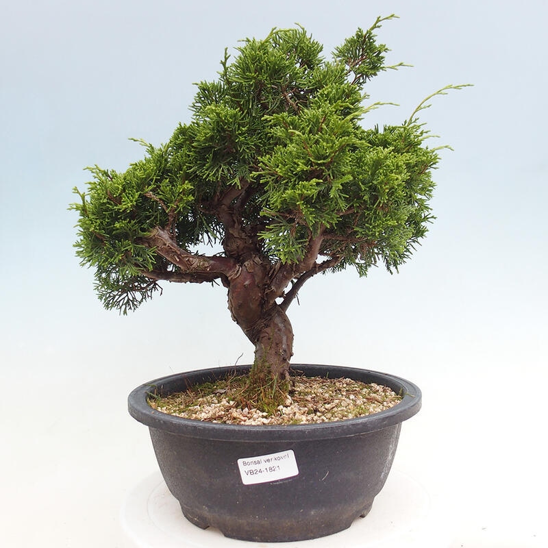 Outdoor bonsai - Juniperus chinensis Itoigawa - Chinese juniper