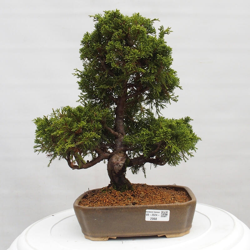 Outdoor bonsai - Juniperus chinensis Itoigawa - Chinese juniper