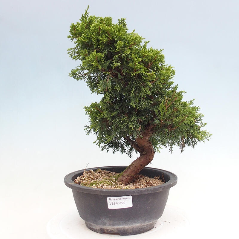 Outdoor bonsai - Juniperus chinensis Itoigawa - Chinese juniper