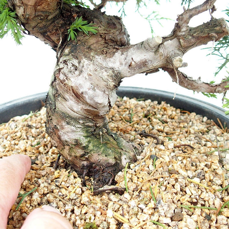 Outdoor bonsai - Juniperus chinensis Itoigawa-Chinese juniper