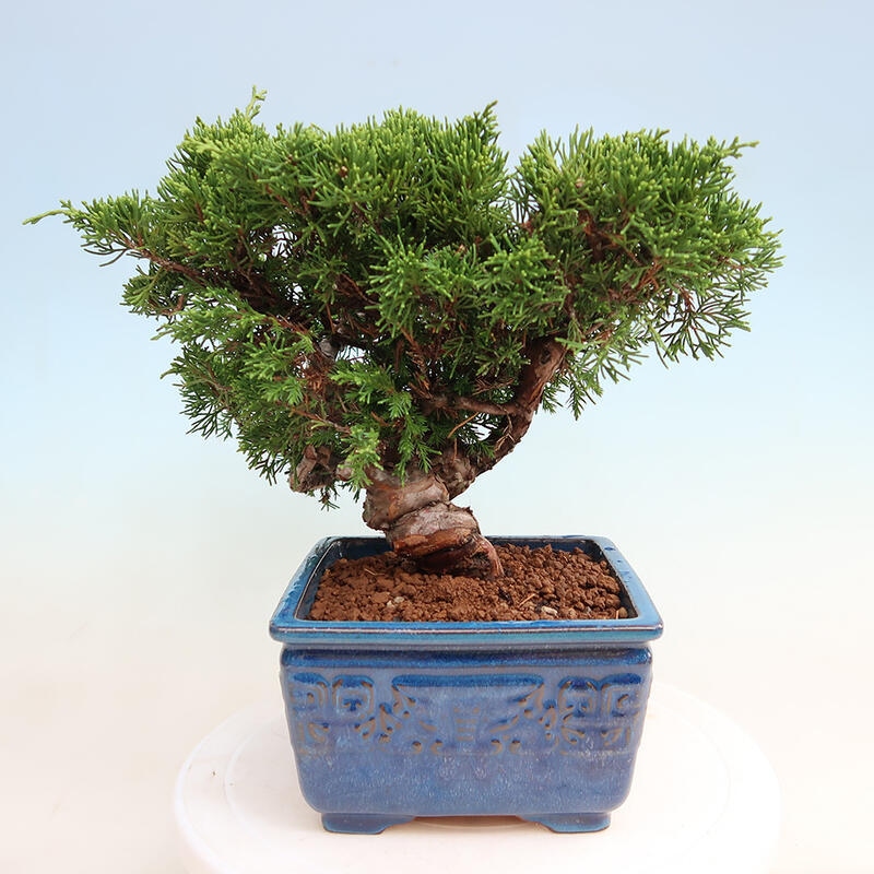 Outdoor bonsai - Juniperus chinensis Itoigawa - Chinese juniper