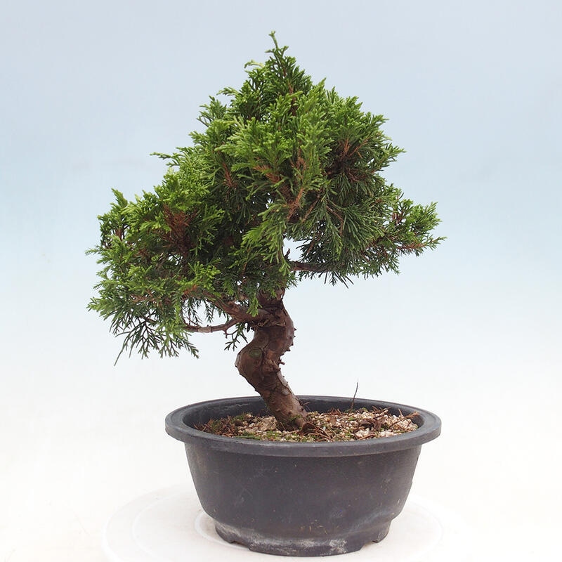 Outdoor bonsai - Juniperus chinensis Itoigawa - Chinese juniper