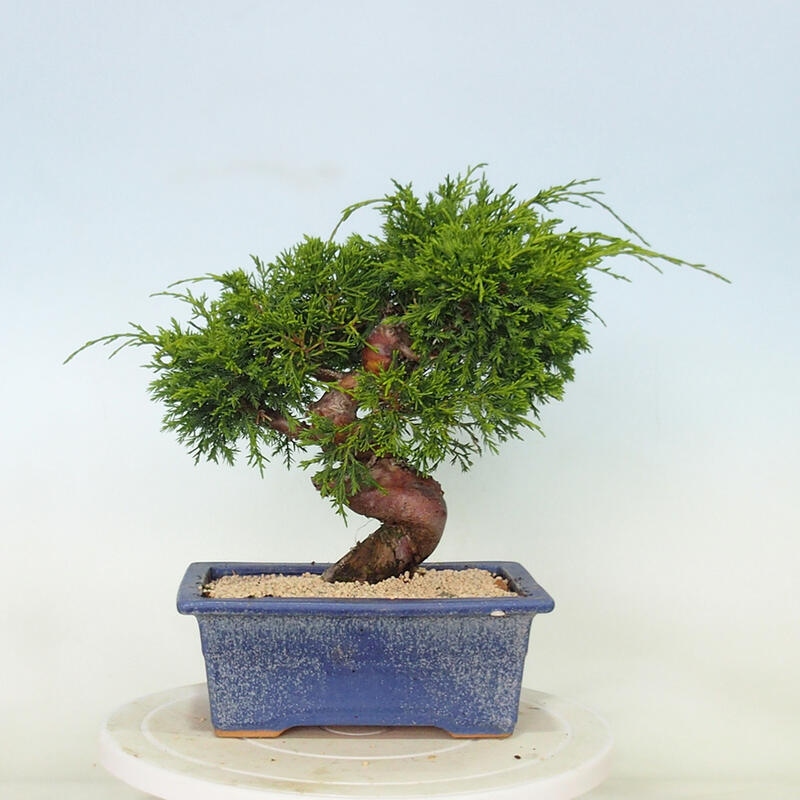 Outdoor bonsai - Juniperus chinensis Itoigawa - Chinese juniper