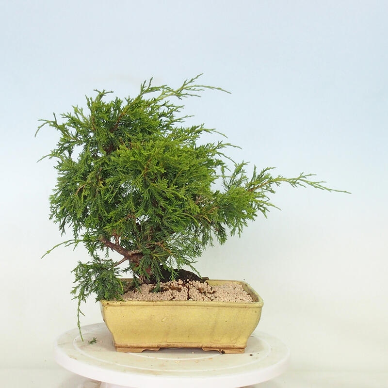 Outdoor bonsai - Juniperus chinensis Itoigawa - Chinese juniper