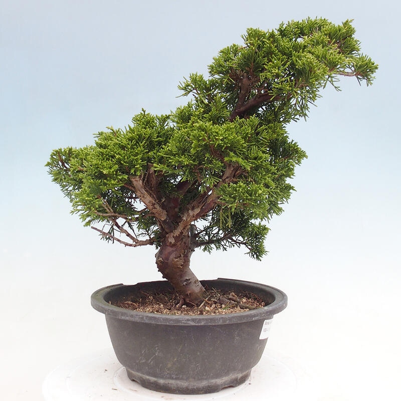 Outdoor bonsai - Juniperus chinensis Itoigawa - Chinese juniper