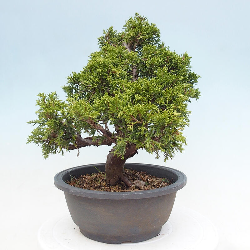 Outdoor bonsai - Juniperus chinensis Itoigawa - Chinese juniper