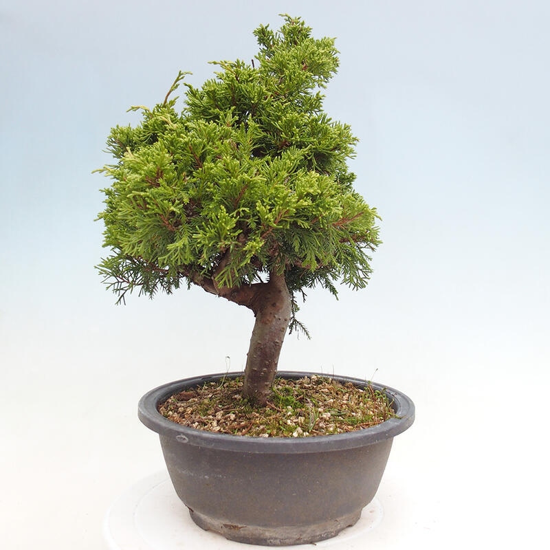 Outdoor bonsai - Juniperus chinensis Itoigawa - Chinese juniper