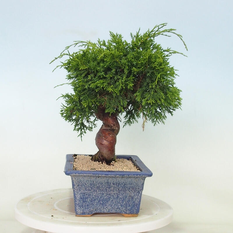 Outdoor bonsai - Juniperus chinensis Itoigawa - Chinese juniper