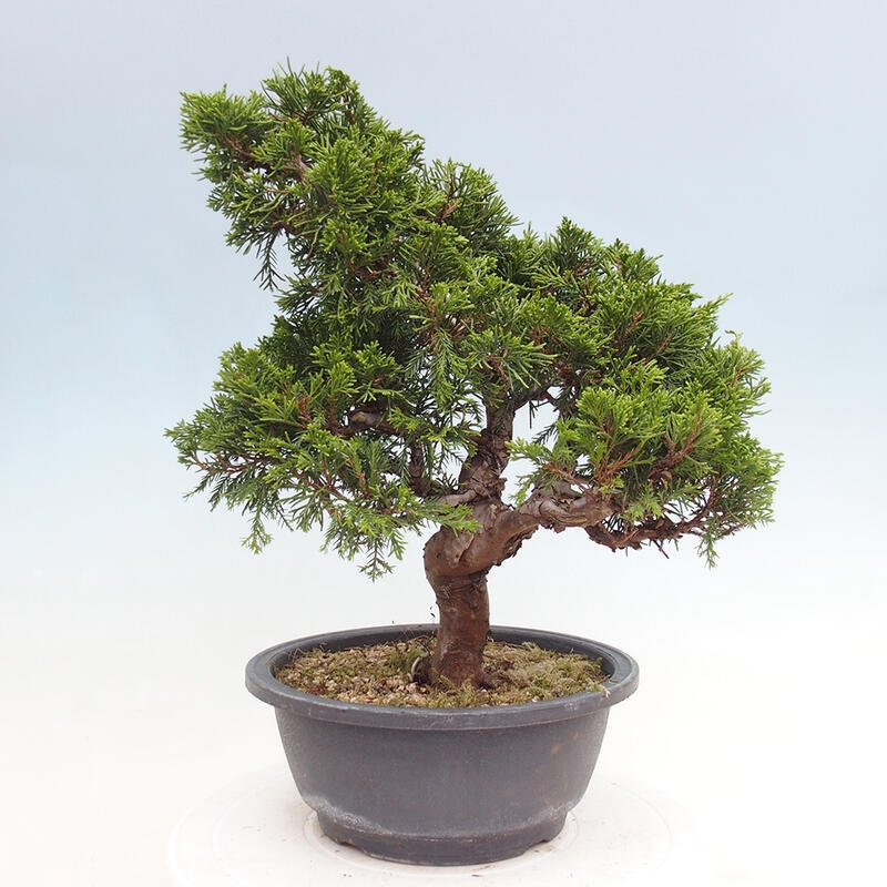 Outdoor bonsai - Juniperus chinensis Itoigawa - Chinese juniper