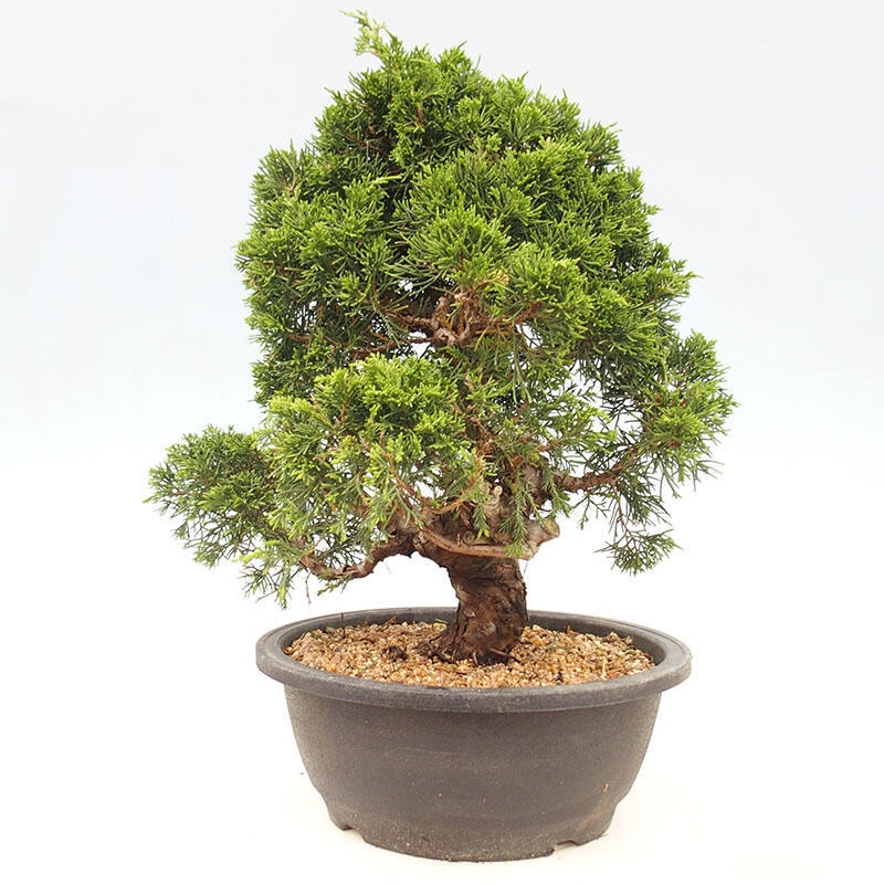 Outdoor bonsai - Juniperus chinensis Itoigawa-Chinese juniper