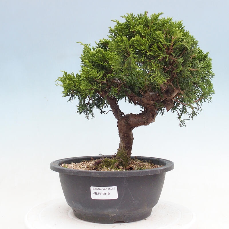 Outdoor bonsai - Juniperus chinensis Itoigawa - Chinese juniper