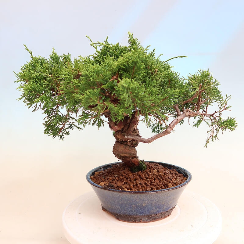 Outdoor bonsai - Juniperus chinensis Itoigawa - Chinese juniper