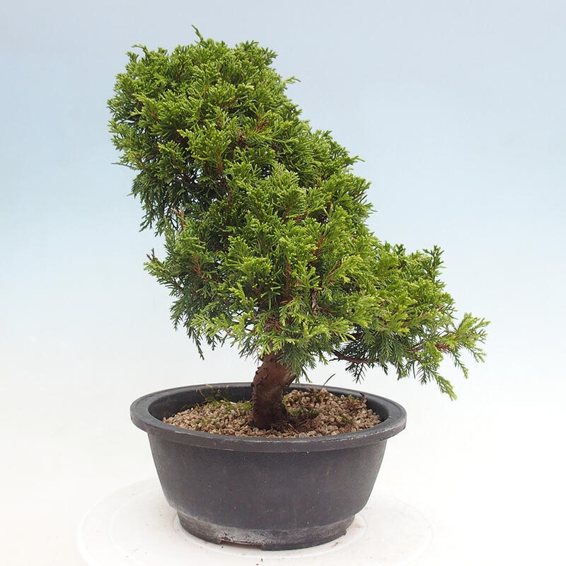 Outdoor bonsai - Juniperus chinensis Itoigawa - Chinese juniper